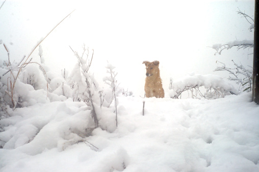 飞雪连天----2004.12.28
