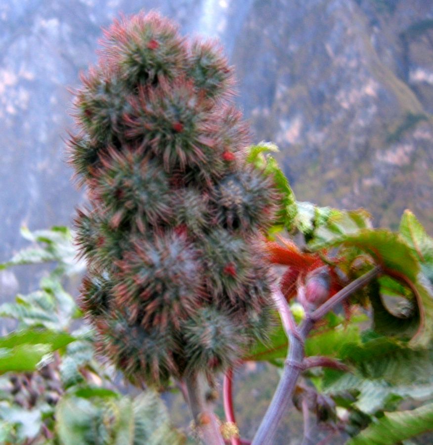 我的丽江之行（风景篇）