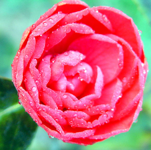 茶花