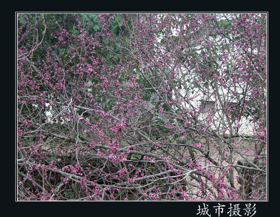 人面桃花相映红