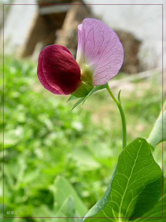 无名花