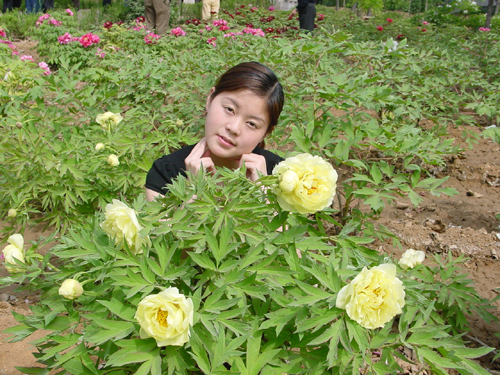 洛阳游记