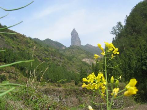 4月淡竹行