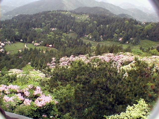 观华顶云锦杜鹃