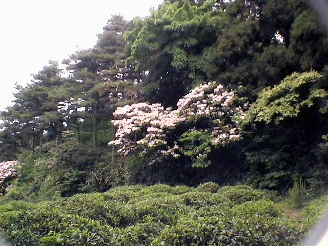 观华顶云锦杜鹃