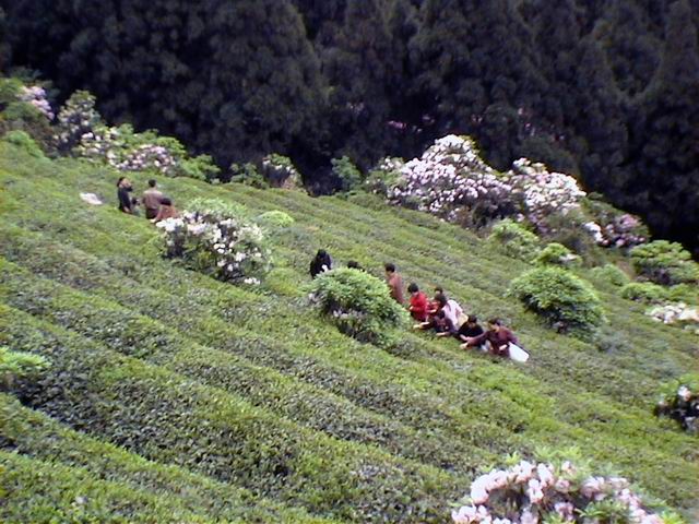 观华顶云锦杜鹃