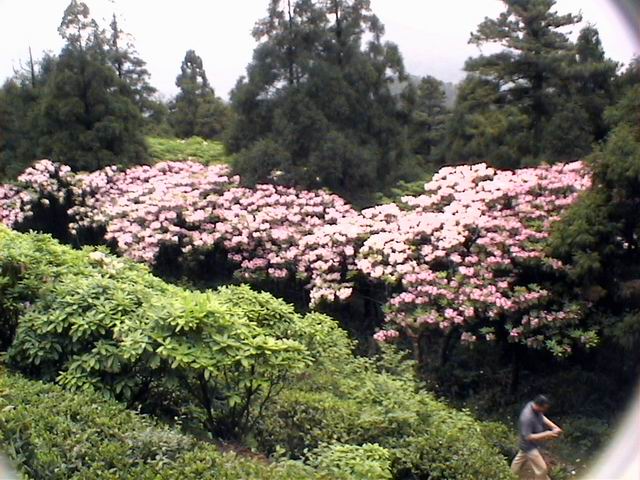 观华顶云锦杜鹃