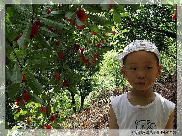 椒江西山采杨梅归来了
