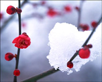 雪花飘 浪漫雪花舞飞天