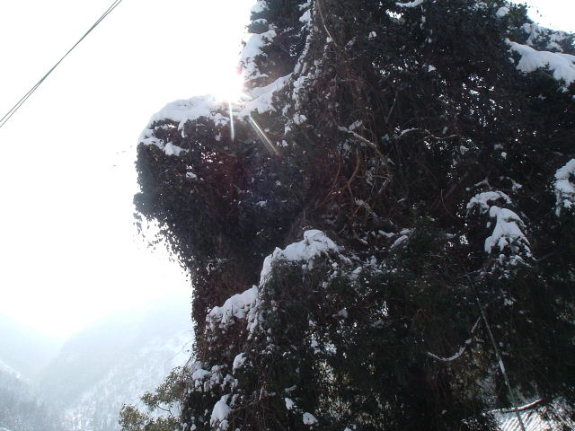 大雷山踏雪--(先睹为快)