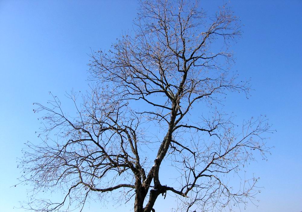 元旦高明行