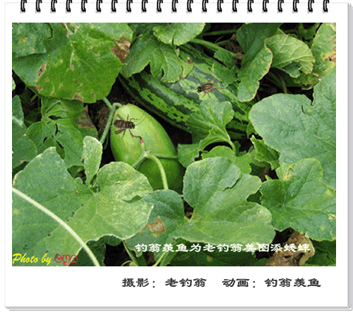 [转帖]你以前绝对没见过的图片