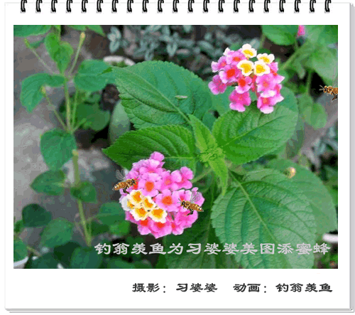 [转帖]你以前绝对没见过的图片