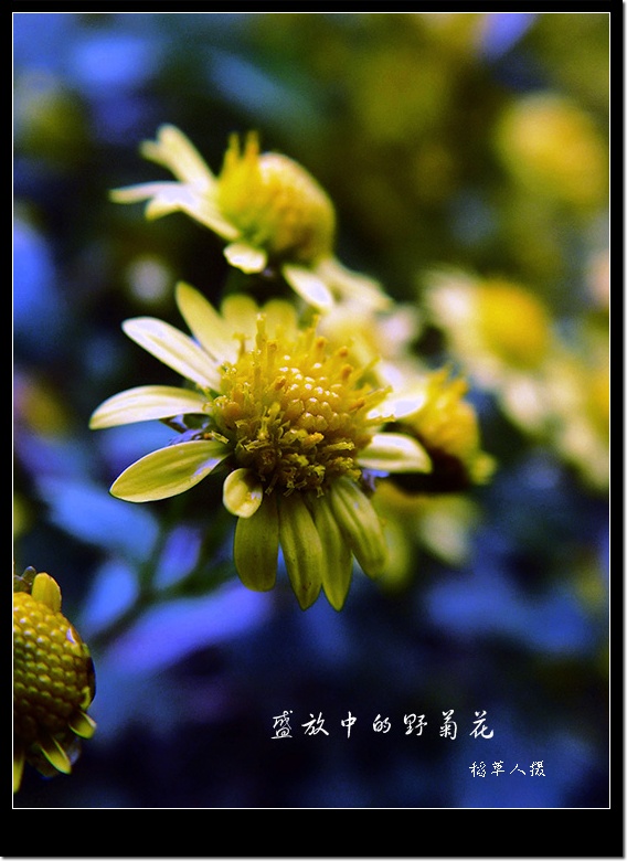 野菊花（组图）
