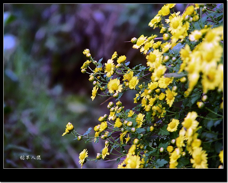 野菊花（组图）