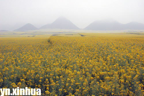 ZT云南罗平：灿灿油菜花开在春天里(图集)