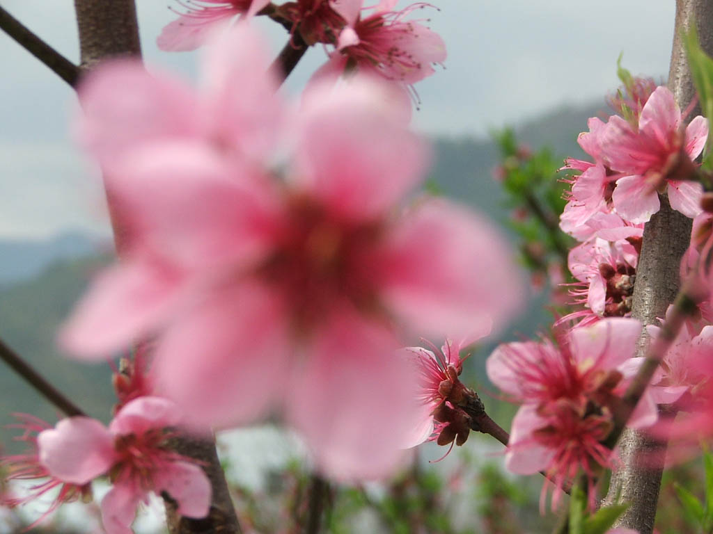 菜花黄了～～～～～