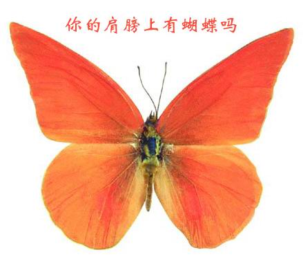 [转帖]你的肩膀上有蝴蝶吗