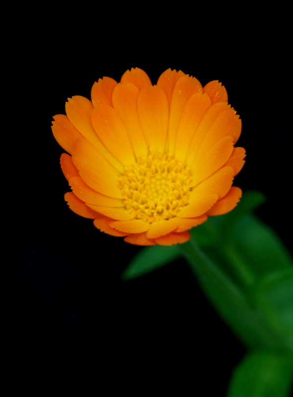 繁花似锦