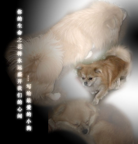 [原创]你的生命之花将永远盛开我们的心间---写给最爱的小狗