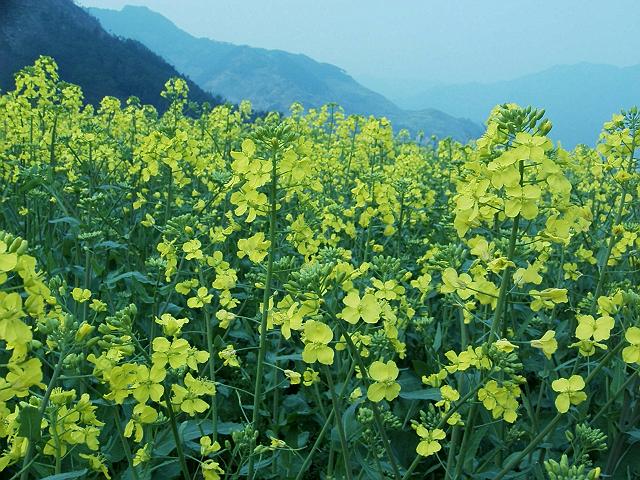 看看这儿的油菜花