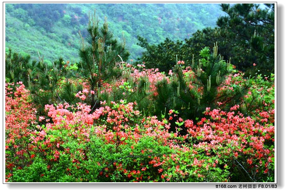 大雷山的杜鹃花