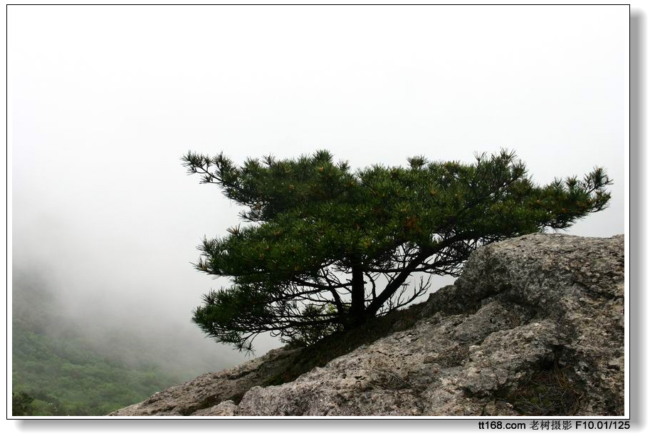 大雷山的杜鹃花