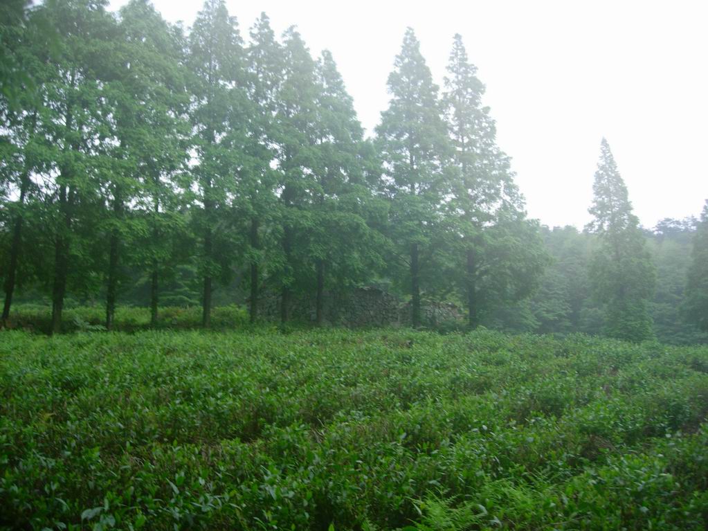 2005．6．11-12苍山顶之行的PP之二，