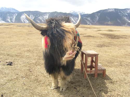 孤独之旅(自驾游丽江)