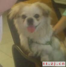 漂亮的小狗