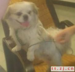 漂亮的小狗