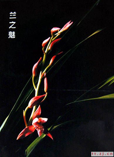 “漂亮宝贝杯” 首届嵊州新昌天台影友联谊赛获奖作品