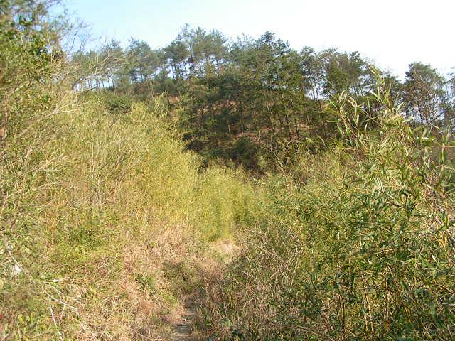 大雷山照片