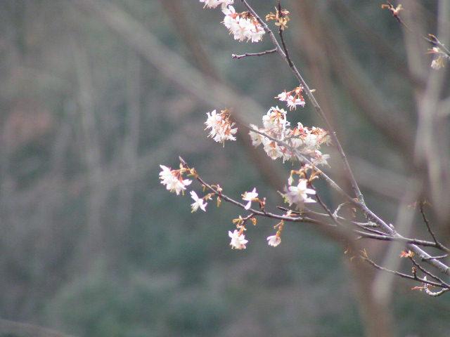大雷山照片