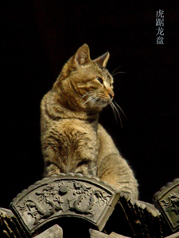 龙虎斗