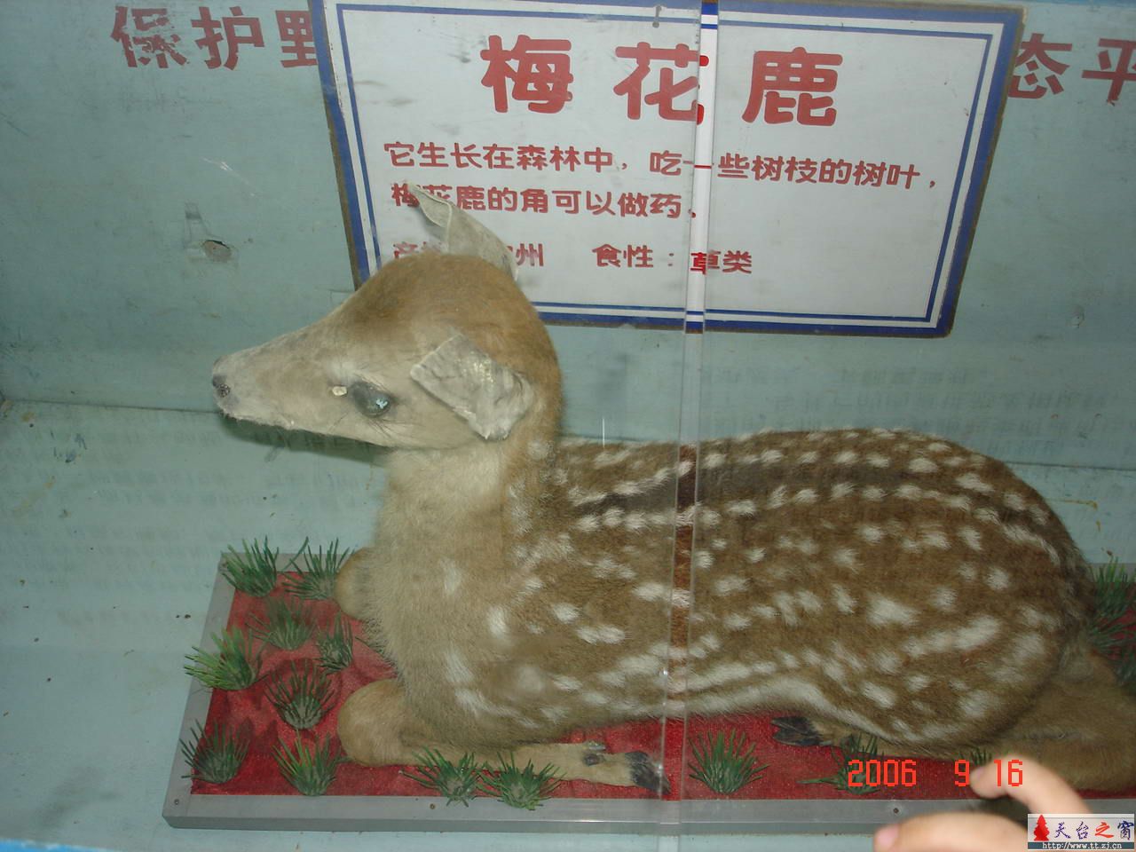 濒临灭绝动物展五
