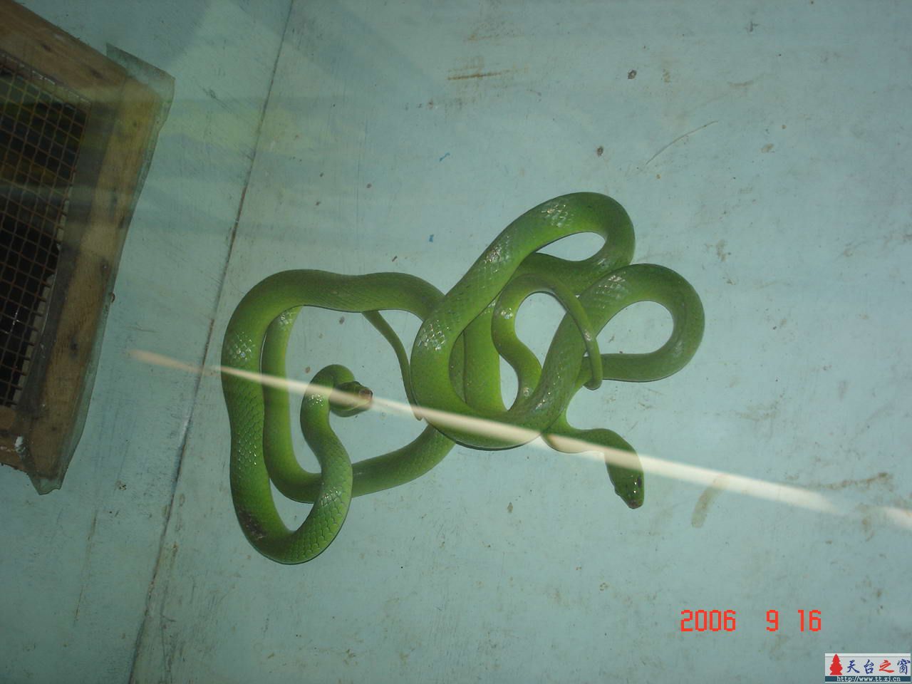 濒临灭绝动物展五