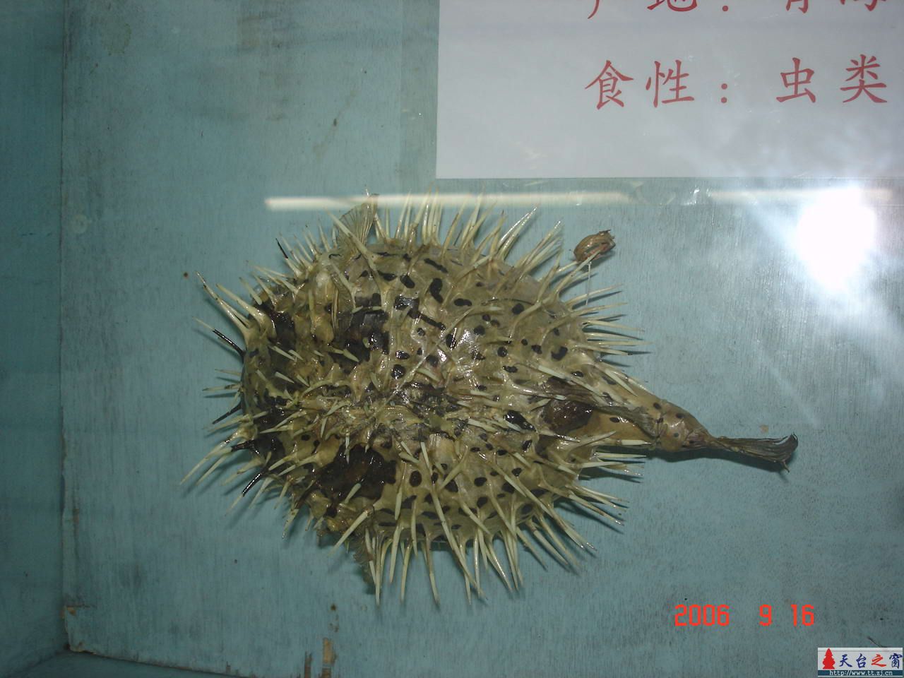 濒临灭绝动物展五