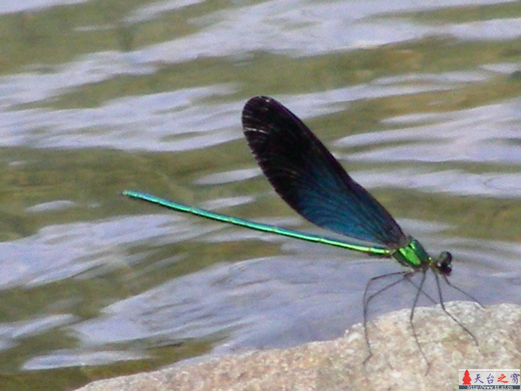 蜻  蜓