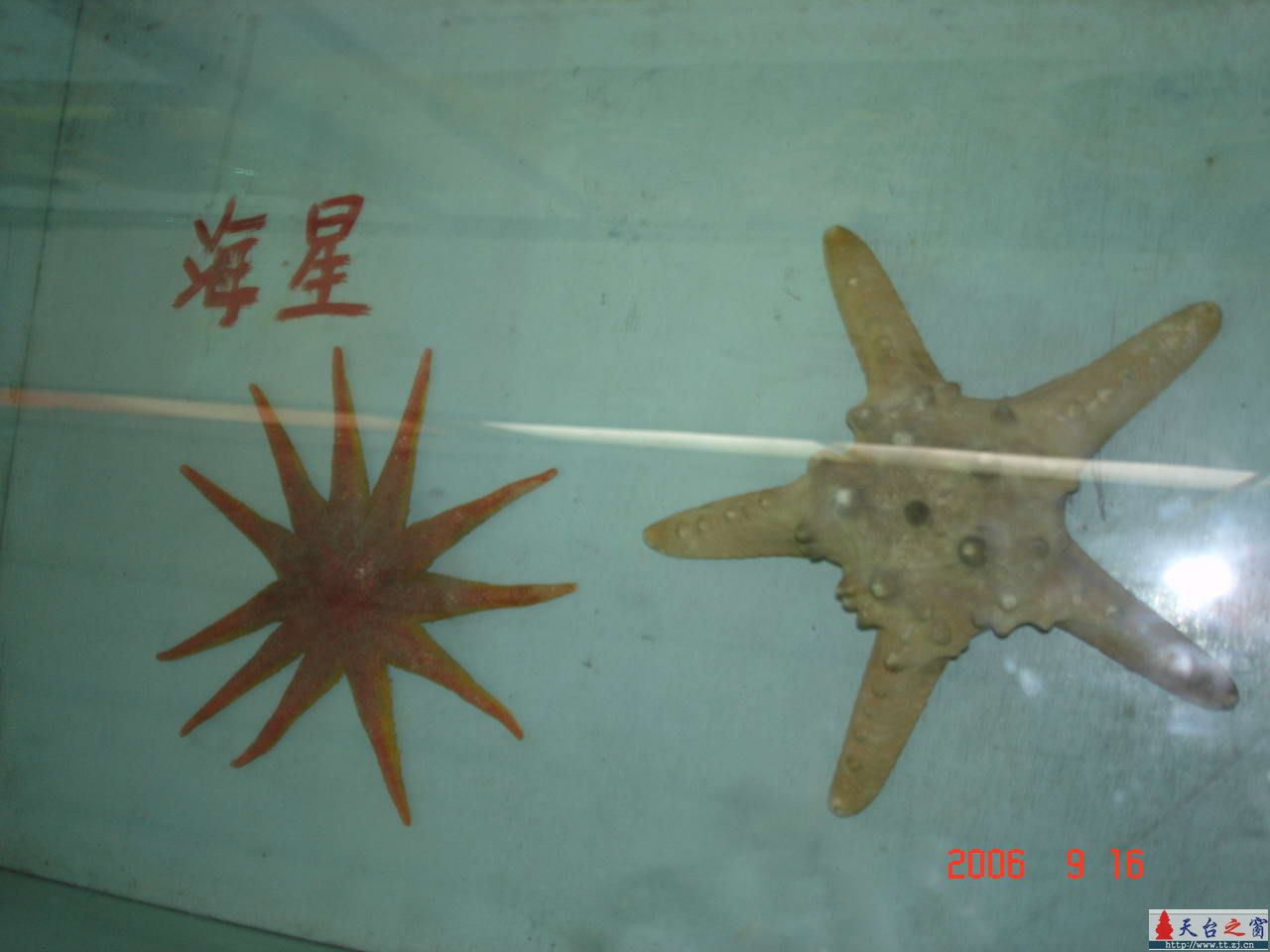 濒临灭绝动物展六