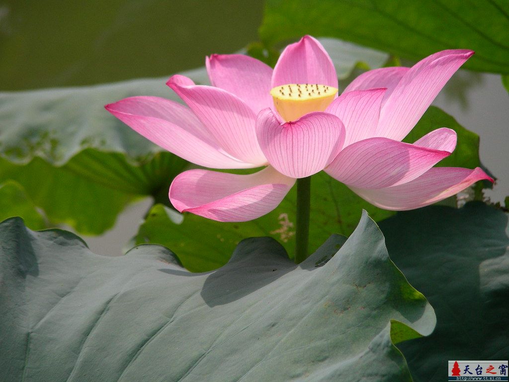 荷   花