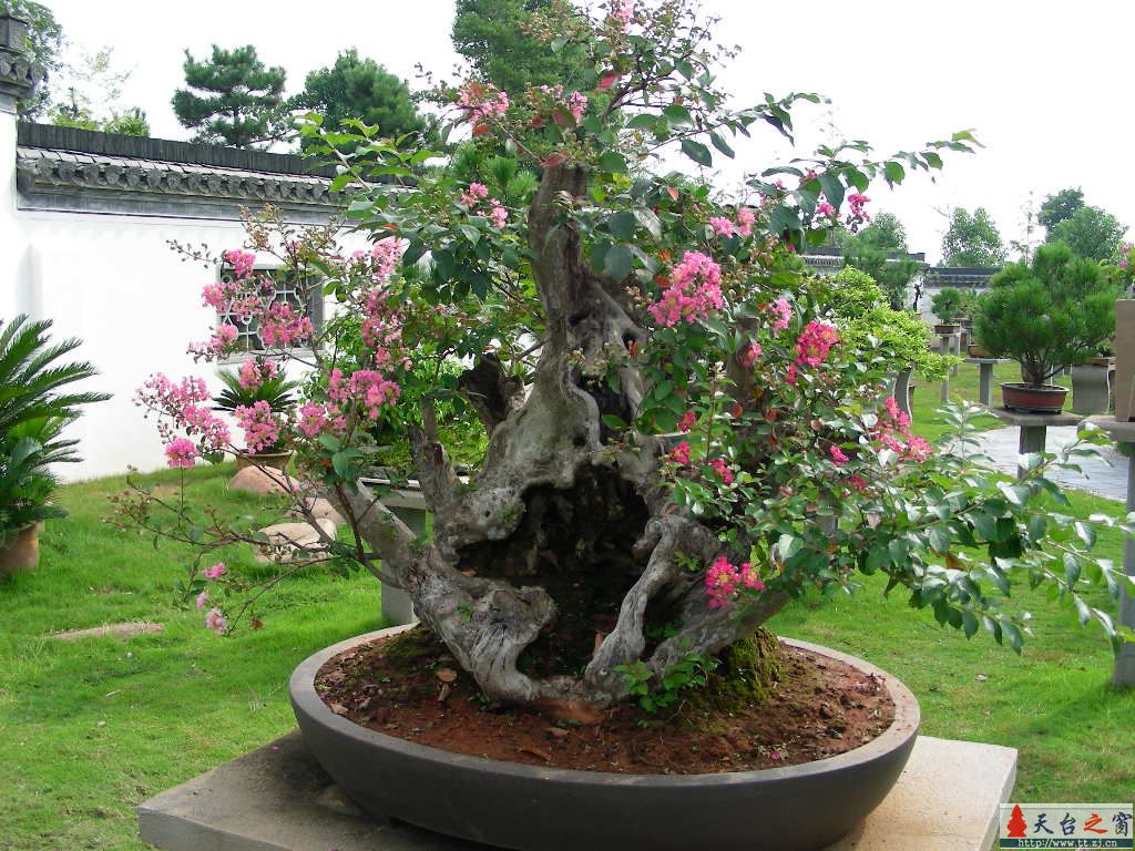 盆  景