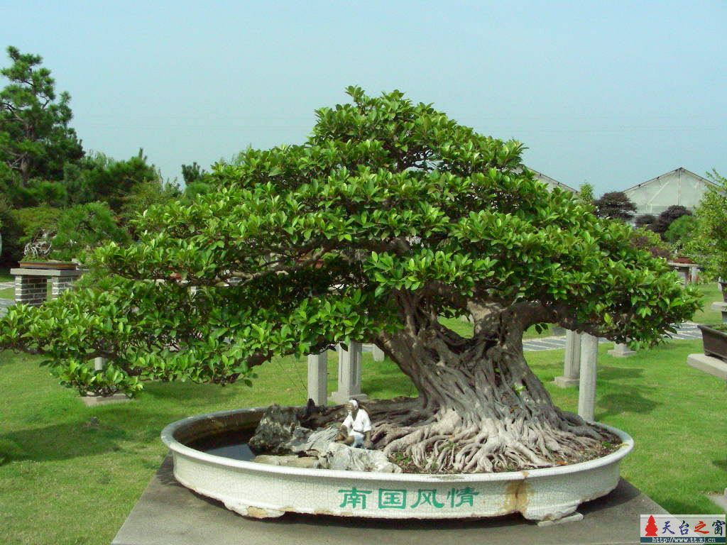 盆  景