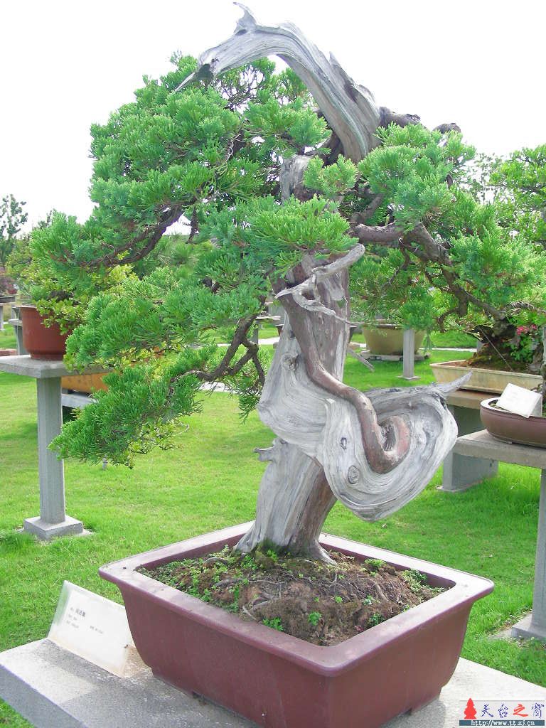 盆  景