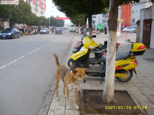 天台街上的狗
