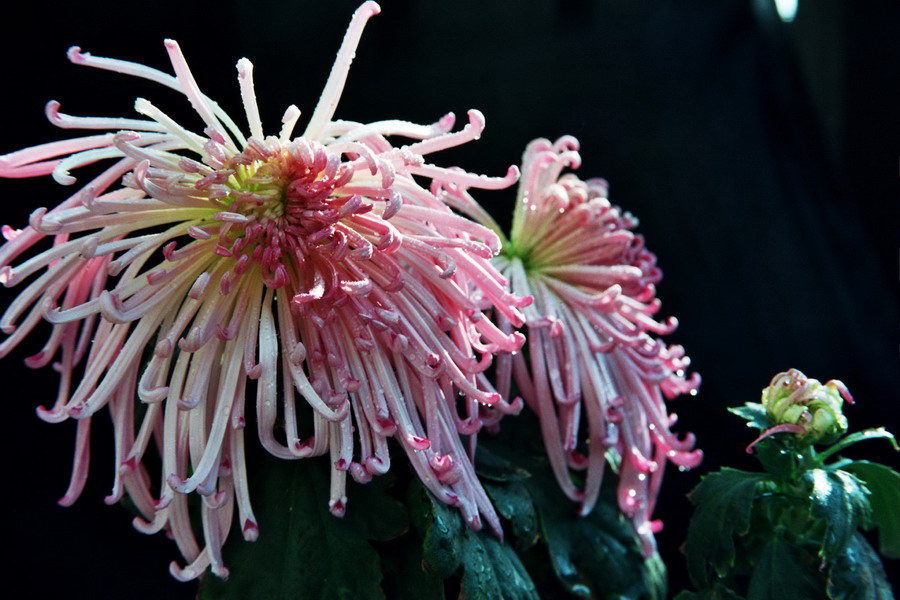 菊    花   赋