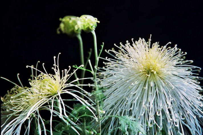 菊    花   赋