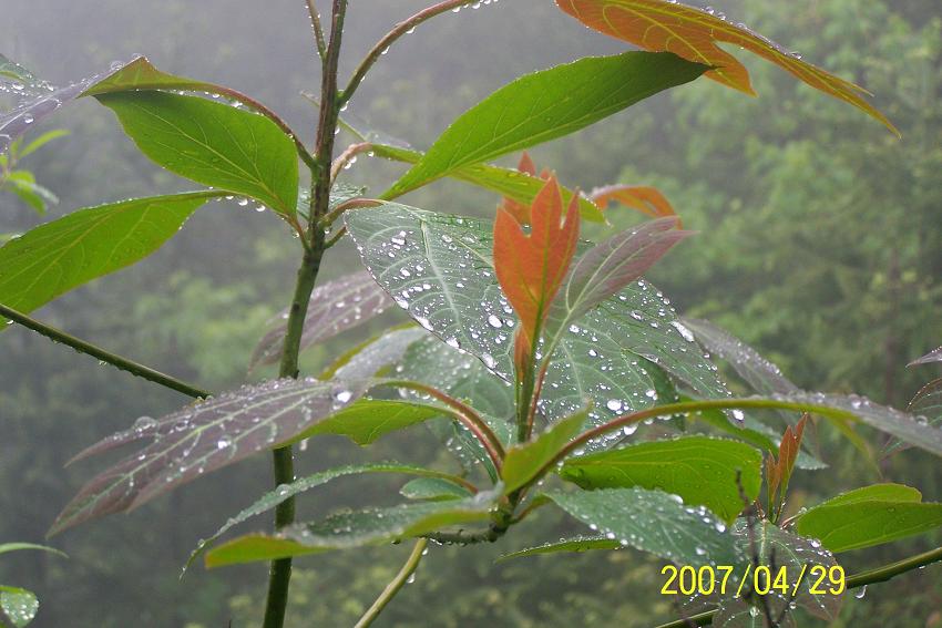 天台山风光