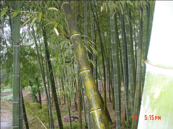 塔头寺活动照片.
