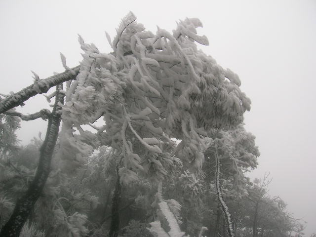 今日华顶雾松奇观胜哈尔滨